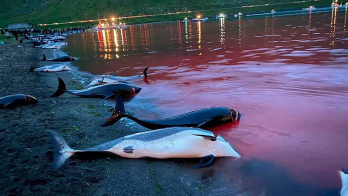Faroe Islands: Poachers kill dolphins in 1482 - 'It took them all to kill'

