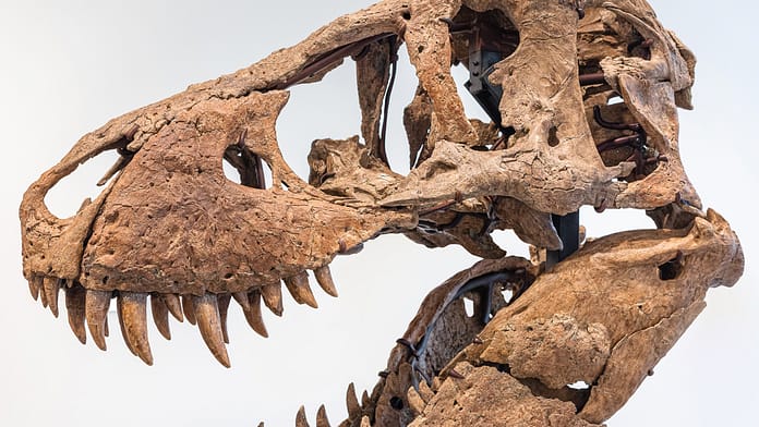 Auction: Dino skull for six million

