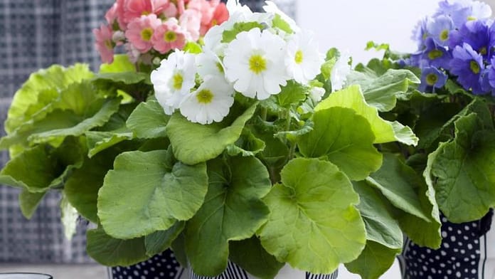 Free time: Plants: This is how the primrose cup blooms for weeks

