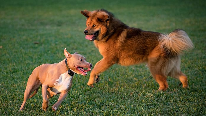 Genetic material from more than 2,000 animals: dog breed hardly influences behavior

