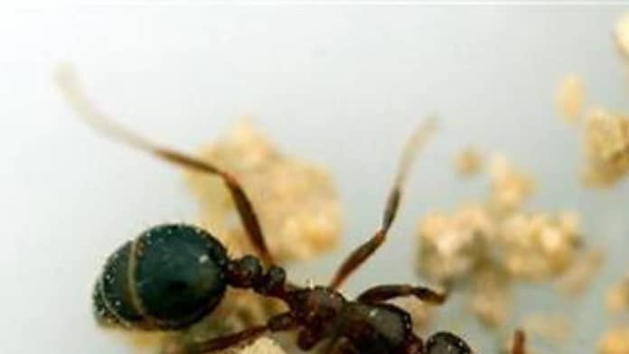 Ces fourmis peuvent identifier les cellules cancéreuses chez l’homme, révèle une nouvelle étude