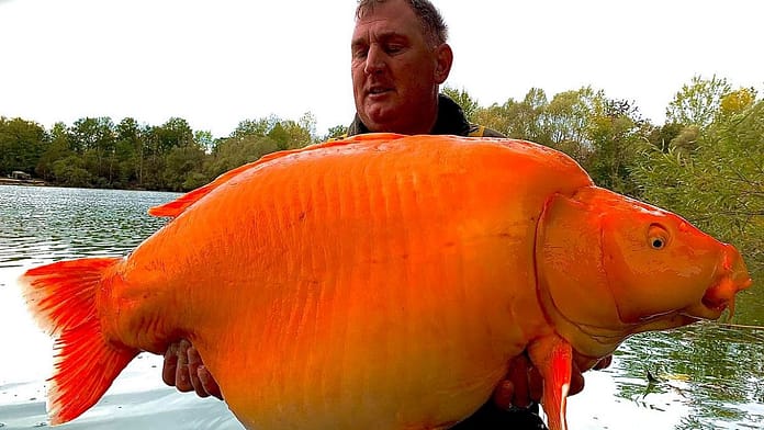 Giant goldfish: A British fisherman pulls a 