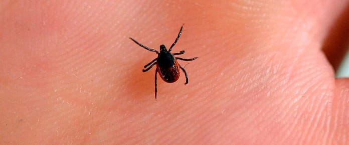 Watch out for ticks in La Belle County this summer

