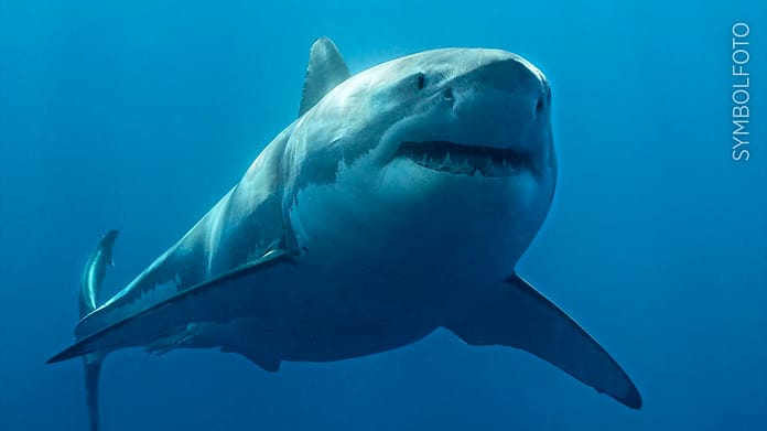 Australia: Shark tracker stolen - man (48) sets off alarms - Overseas News

