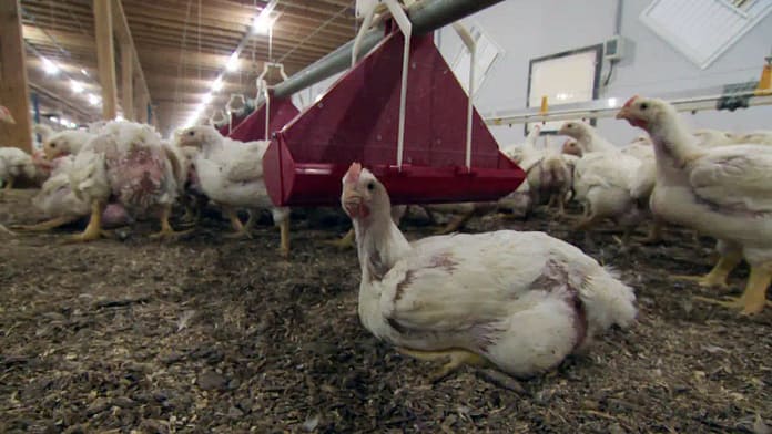 Avian influenza: the virus that could quickly wipe out a farm

