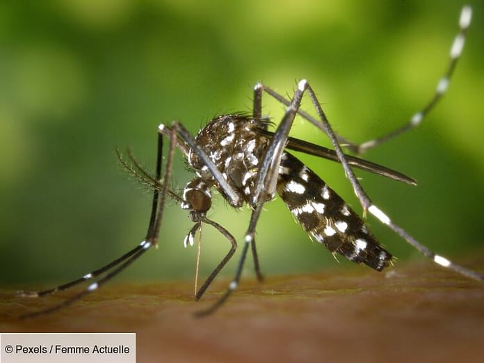 Tiger mosquitoes: the best tips to get rid of them: Femme Actuelle Le MAG

