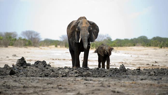 Zimbabwe shoots up to 500 elephants to shoot at

