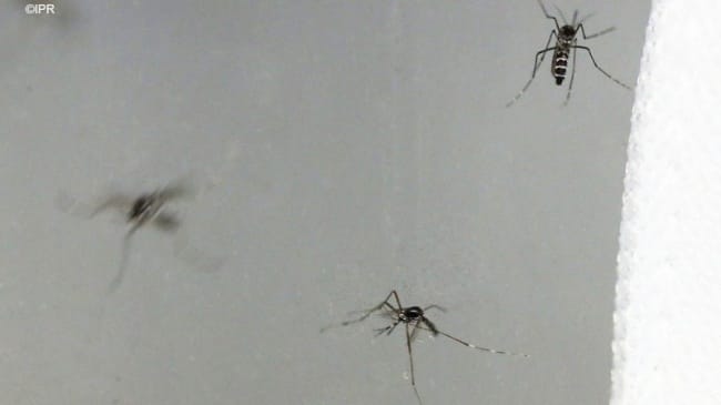 Successful Trial in Indonesia (Update): Bacteria Defeats Dengue Virus

