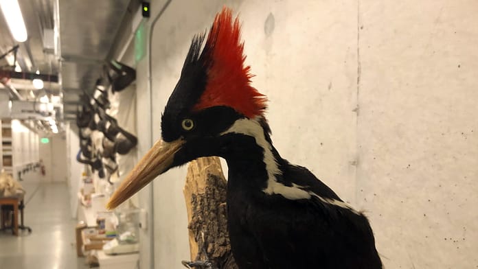 Declared Extinct: An Unsuccessful Search for the Ivory Woodpecker

