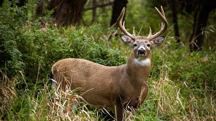 US: 80% of deer positive for Covid-19, is it a new reservoir of the virus?

