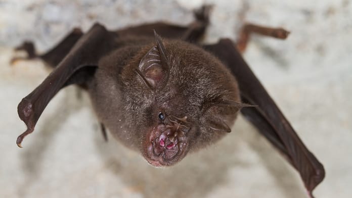 Coronaviruses very close to Covid-19 identified in bats in Laos

