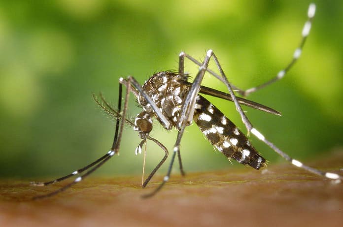Dengue fever in Reunion: 1,474 new infections in one week

