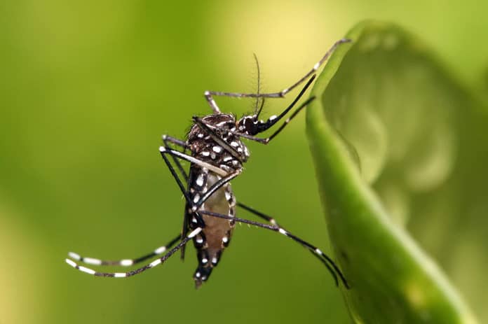 We now know how to track these mosquitoes

