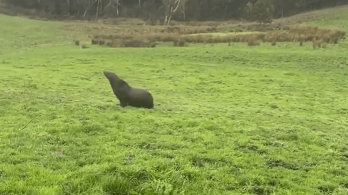 Seals get lost on the farm

