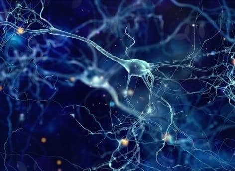 Singing neurons discovered

