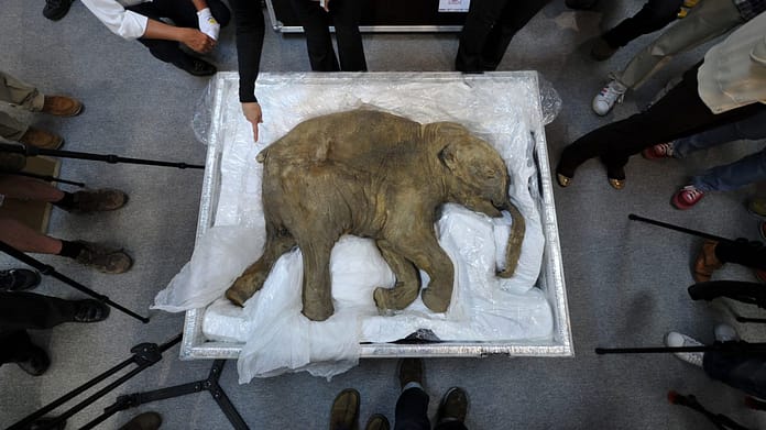 Research: Scientists want to bring the mammoth back to life

