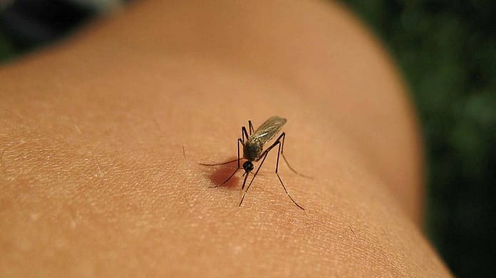 A female student gets bitten more than 200 times by mosquitoes, and finds herself out of work

