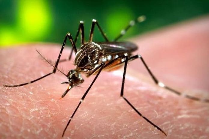 French and Chinese discoveries about transmission of dengue fever and Zika by mosquitoes

