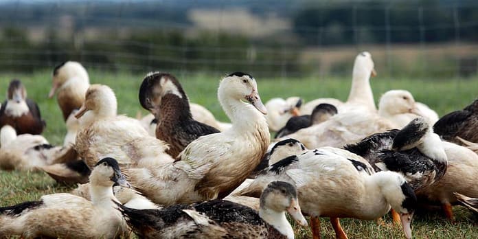 Preventive slaughter of ducks from seven other farms

