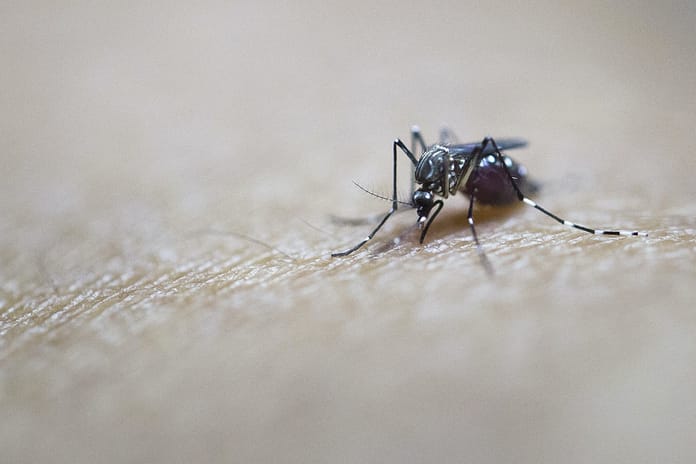 Jared: A young woman was bitten by mosquitoes more than 200 times

