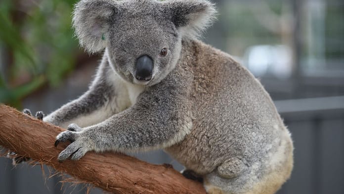 Australia: Koalas are victims of chlamydia, a sexually transmitted disease


