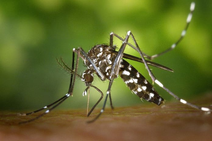 The tiger mosquito is now installed in 4 departments of the Center Val-de-Loire 

