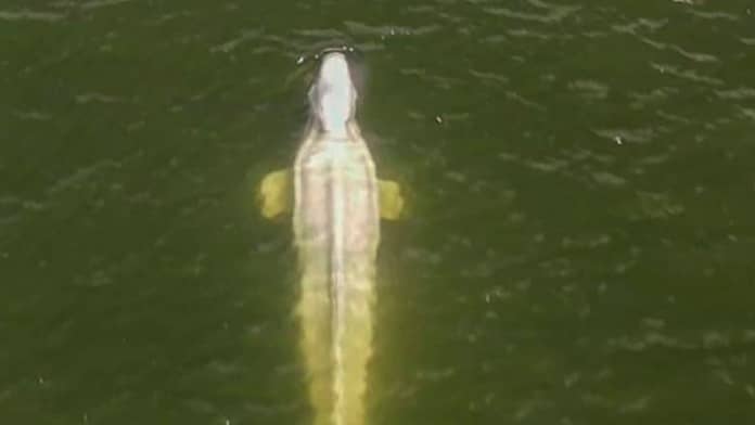 Drama in the Seine: a beluga whale refuses to eat

