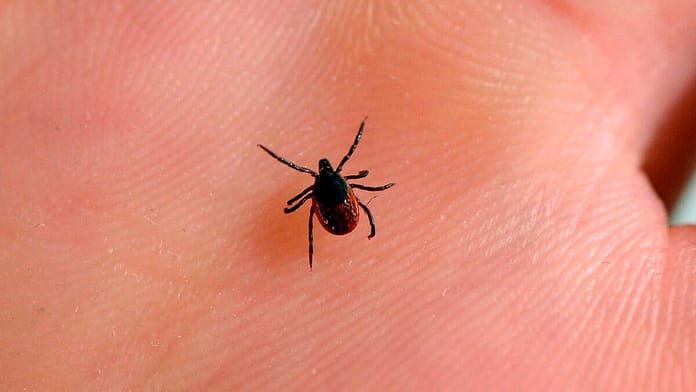 Watch out for ticks in La Belle County this summer

