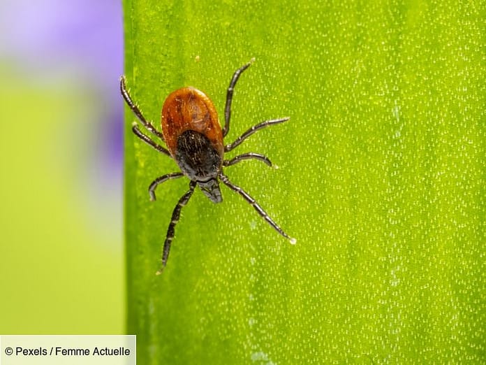 Lyme disease: the four places you're most at risk of a tick bite: The current woman The MAG

