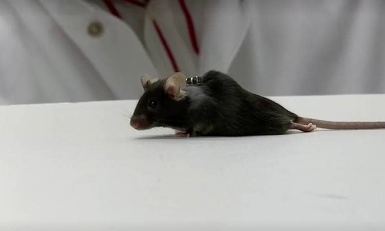 Scientists force paraplegic mice to walk again