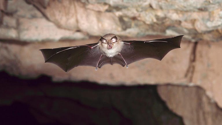 Researchers discover new coronavirus in British bats

