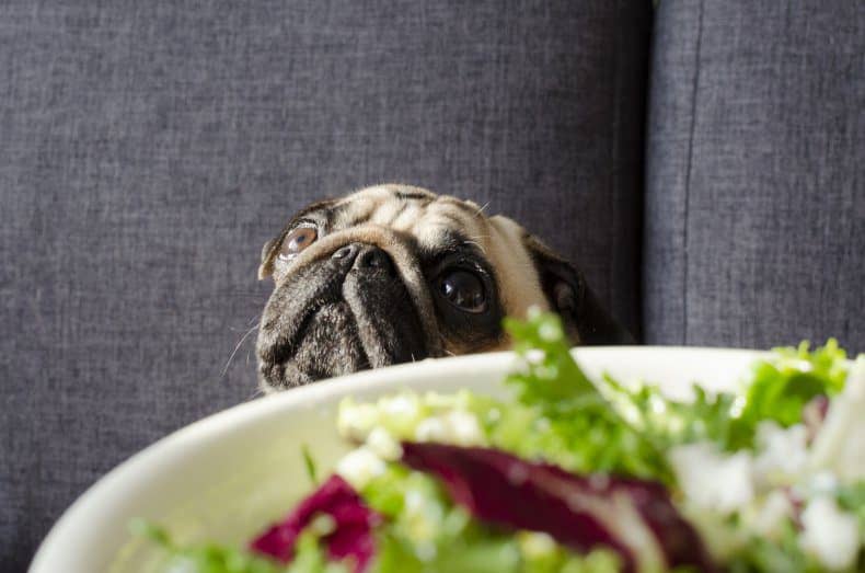 Pug Dog looking for fresh lettuce