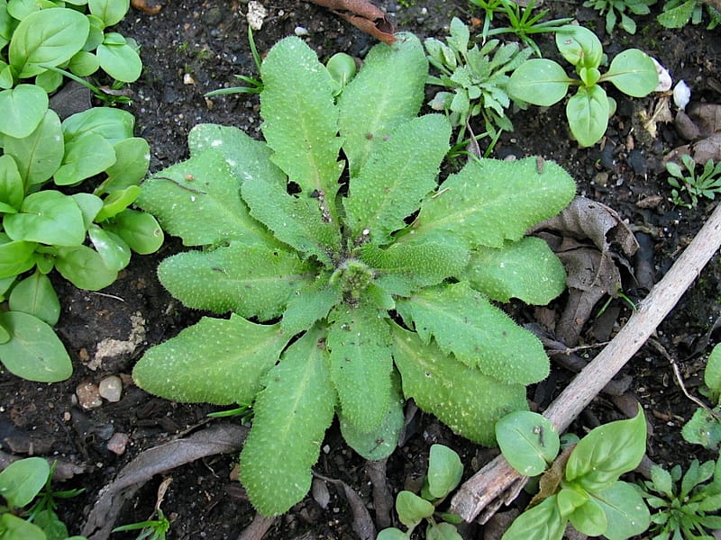 Rosette Foil Arabidopsis thaliana
