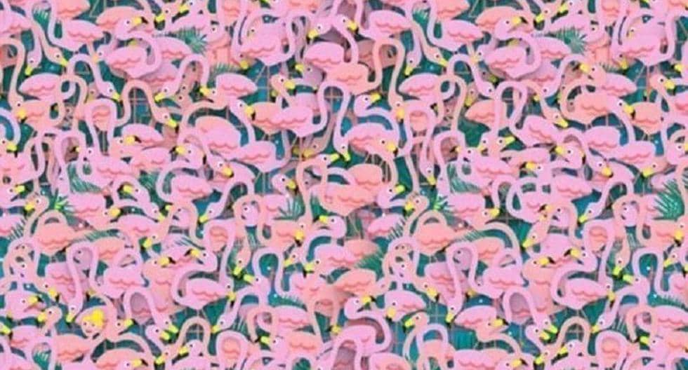 Today's viral challenge |  Where is the dancer?  Solve it and know its location among the flamingos |  Challenge |  Challenge |  Facebook |  Viral Challenge |  Colombia |  United States |  USA |  USA |  Mexico |  AR |  PE |  EN |  CO |  MX |  Mexico