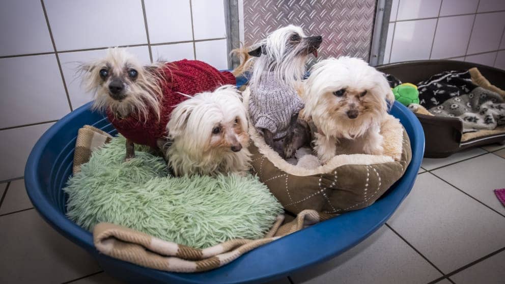Dogs that came from poor breeding are now healthy again