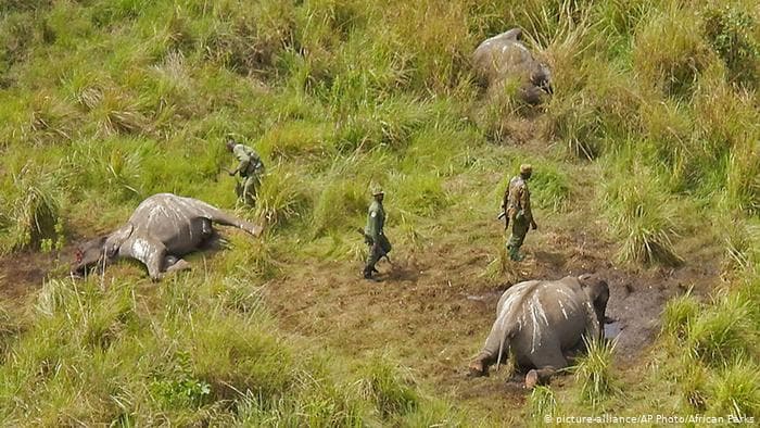 Afrika Kongo Wilderei Tote Elefanten (picture-alliance / AP Photo / African Parks)
