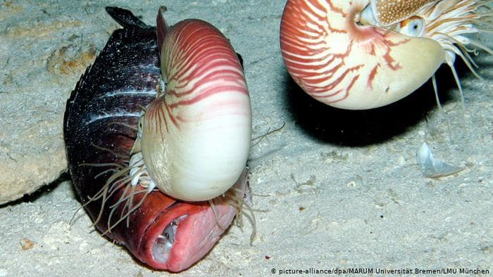 Newly discovered species - Nautilus (picture-alliance / dpa / MARUM University Bremen / LMU Munich)