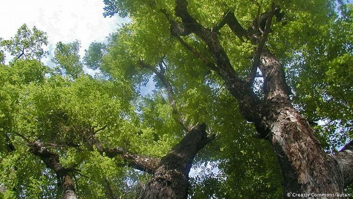 Rosenholzbaum Rosenholz Birma Pterocarpus macrocarpus (Creative Commons/autan)