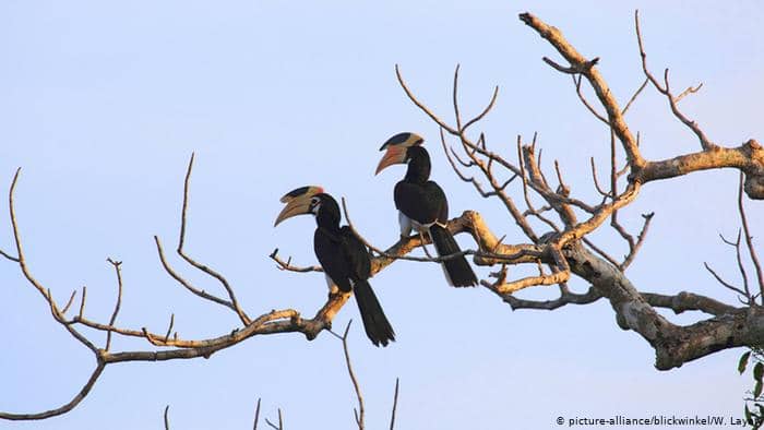 Hornvögel in Sri Lanka (picture-alliance / blickwinkel / W. Layer)