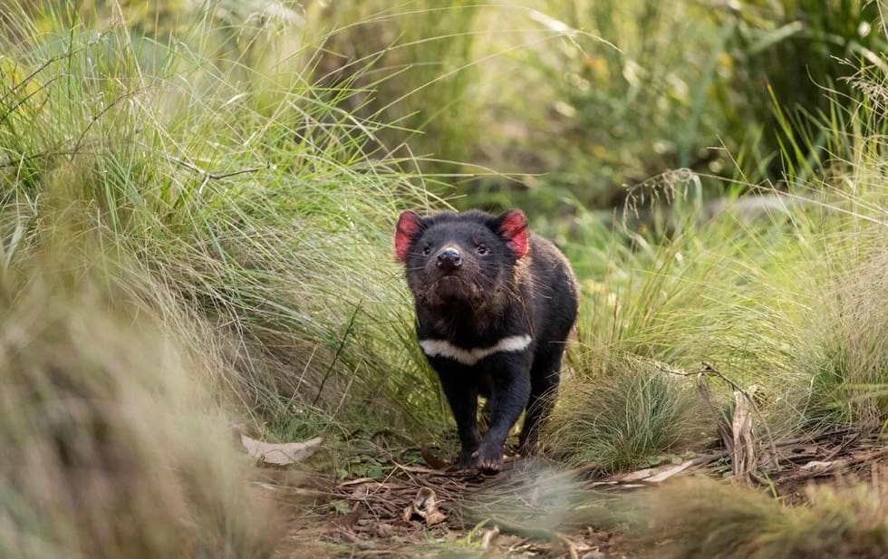 In Australia, the birth of the Tasmanian Devil is a success after 3,000 years