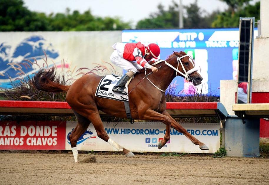 Regalada is the Horse of the Year 2020 |  Sports