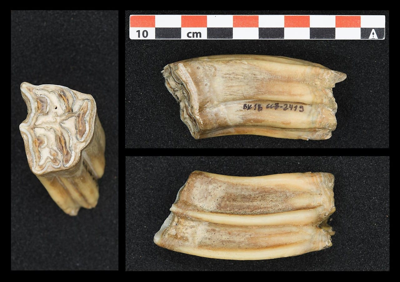 Horse teeth like this were used for isotope analysis
