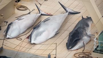 Three whales perish on board the Japanese whaling ship Nisshin Maru: The country left the IWC in 2019, but it's still making a huge impact there.