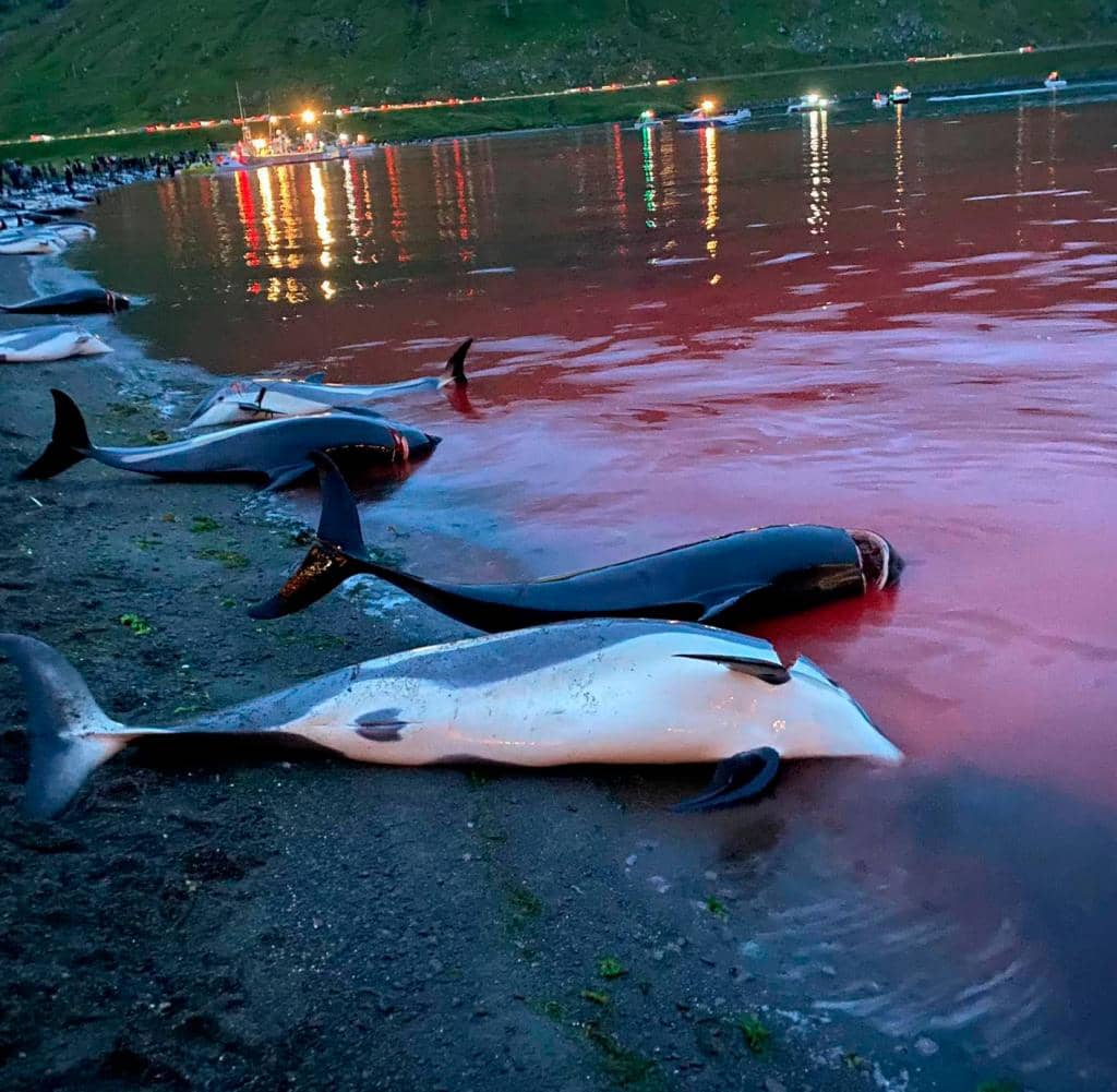 The Sea Shepherd Conservation Society has documented the slaughter of animals