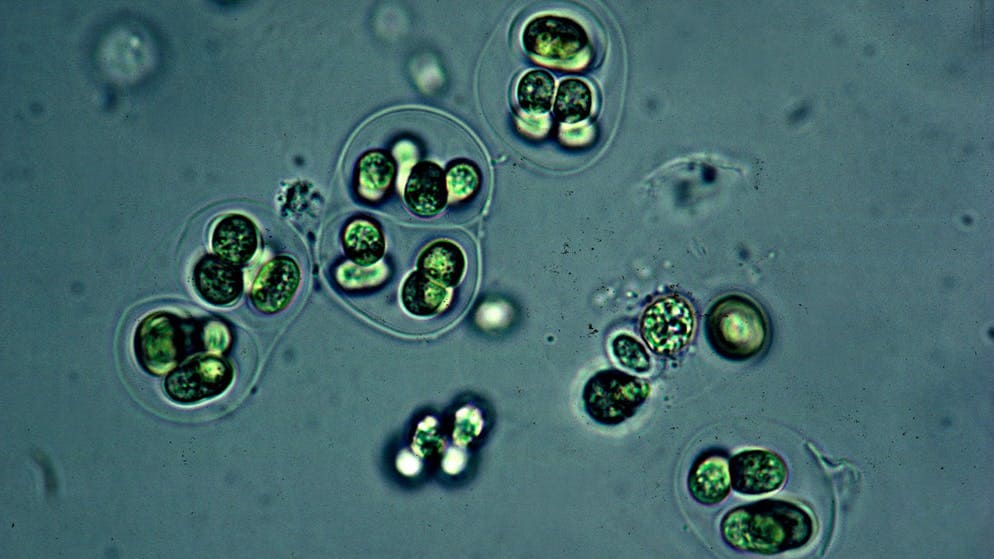 Cyanobacteria, also known as blue-green algae, can power a small computer.