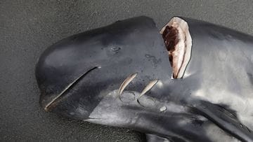 Deeply wounded pilot whale (archive photo): In Norway, more whales were slaughtered this season than in previous years.